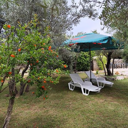 Marti'S House In The Olive Grove Apartman Fažana Kültér fotó