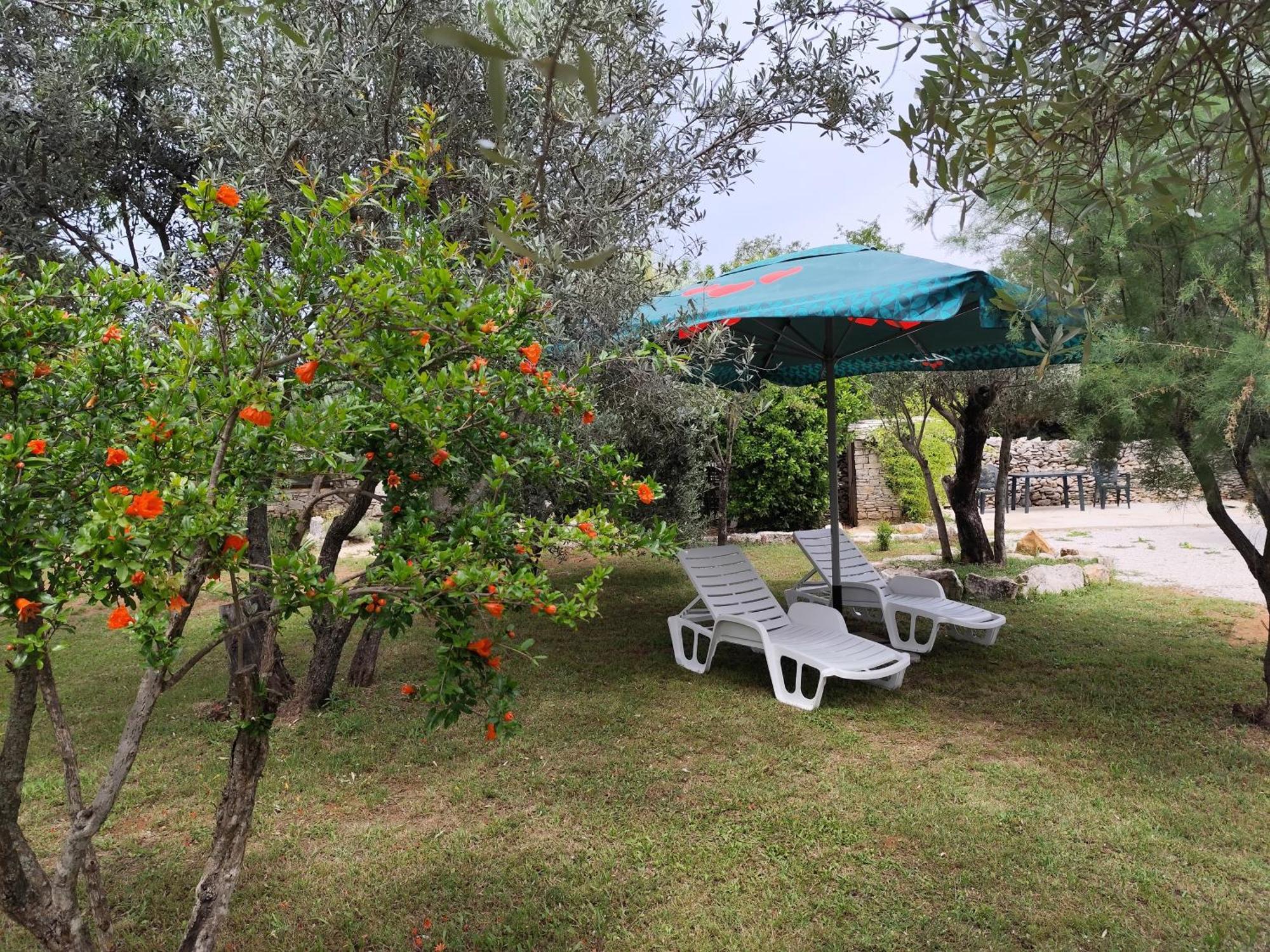 Marti'S House In The Olive Grove Apartman Fažana Kültér fotó